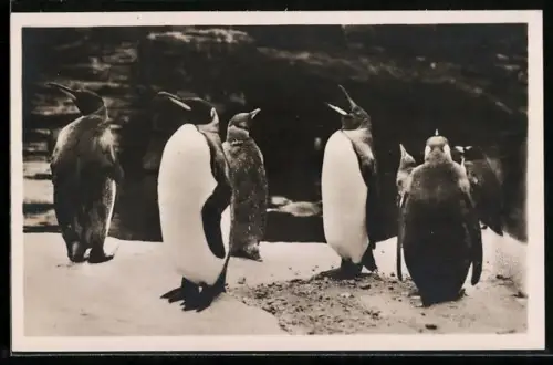AK Hamburg-Altona-Stellingen, Hagenbeck`s Tierpark, Königs-Pinguine