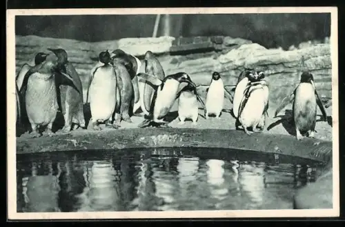 AK Hamburg-Stellingen, Carl Hagenbeck`s Tierpark, Südpolar-Panorama, Pinguine