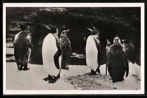 AK Hamburg-Altona-Stellingen, Hagenbeck`s Tierpark, Königs-Pinguine