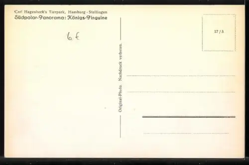 AK Hamburg-Altona-Stellingen, Hagenbeck`s Tierpark, Königs-Pinguine