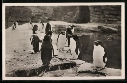 AK Stellingen-Hamburg, Carl Hagenbeck`s Tierpark, Goldschopf-Pinguine