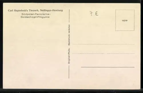 AK Stellingen-Hamburg, Carl Hagenbeck`s Tierpark, Goldschopf-Pinguine