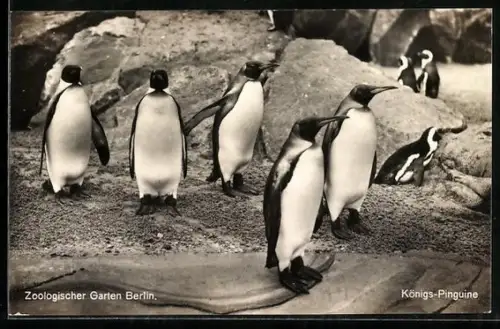 AK Berlin, Zoologischer Garten, Königs-Pinguine