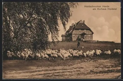 AK Niederhaverbeck, Heidschnucken Herde am Kurhaus Heidetal