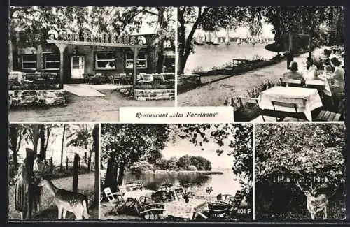 AK Berlin-Tegel, Restaurant Am Forsthaus, Bes. E. Hey, Seeansicht, Wildgehege