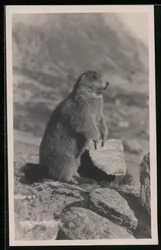 AK Murmeltier auf den Hinterbeinen