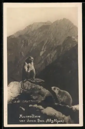 Foto-AK Murmeltiere vor ihrem Bau