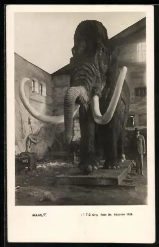 AK Foto eines Mamuts