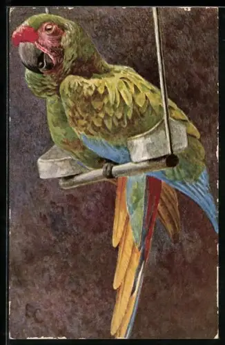 AK Grüner Papagei sitzt auf einer Vogelschaukel