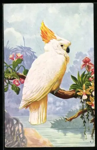 Künstler-AK Gelbhauben-Kakadu auf blühendem Ast