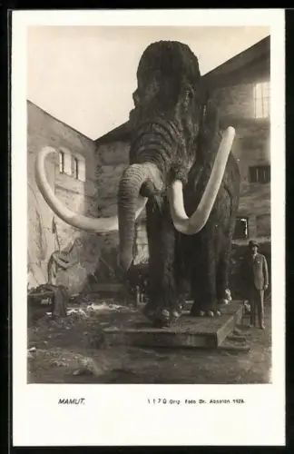 AK Foto eines Mamuts