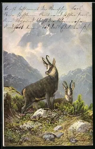 Künstler-AK M.Müller jun.: Gemsen auf einem Berg