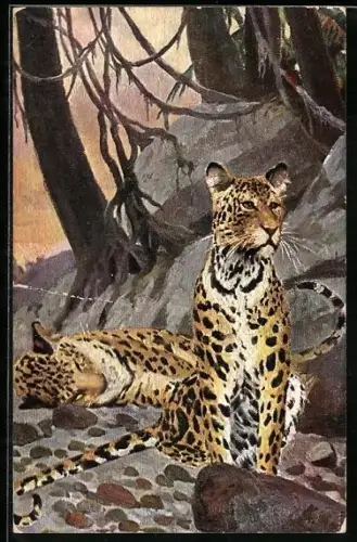 AK zwei Leoparden in freier Wildbahn