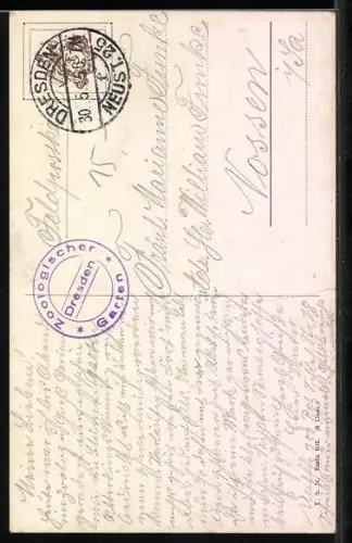 AK zwei Leoparden in freier Wildbahn