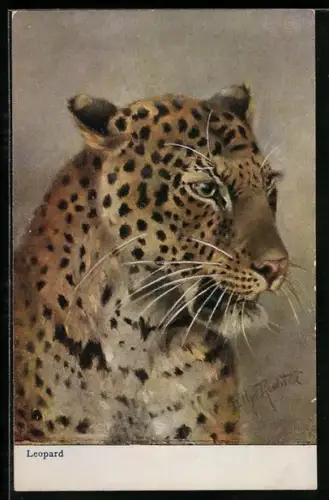 AK Leopard beobachtet