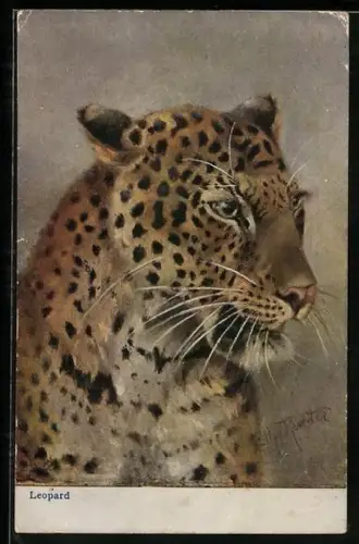 AK Leopard beobachtet