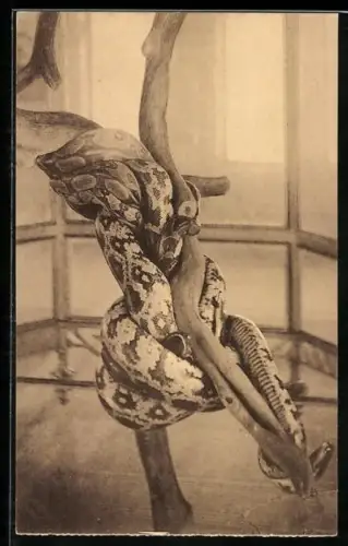 AK Antwerpen, Schlange im Zoo