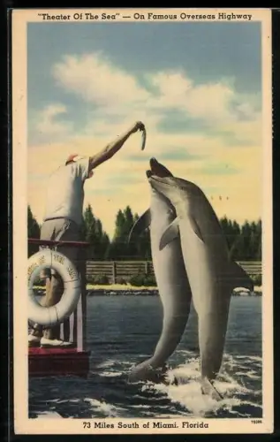 AK Theater of the Sea, Delphin-Dressur