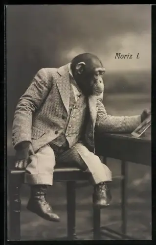 AK Affe Moriz I. im Anzug
