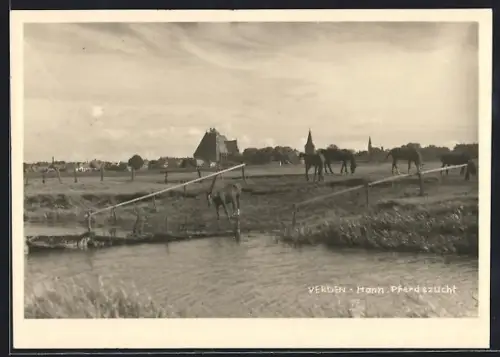 AK Verden /Hann., Pferdezucht mit Ort im Hintergrund