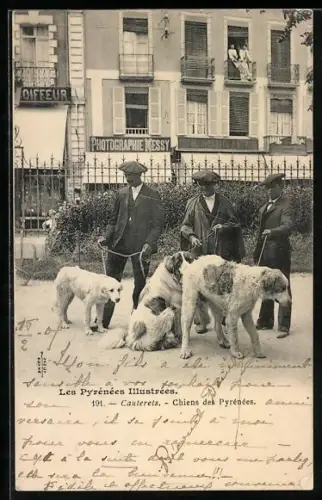 AK Cauterets /Les Pyrénées, Chiens des Pyrénées devant le studio de photographie NESSY