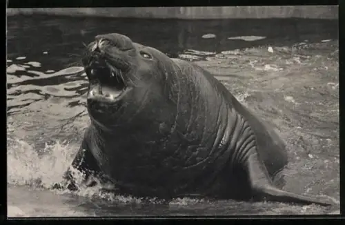 AK Paris / Bois de Vincennes, Parc Zoologique, See-Elefant im Wasser