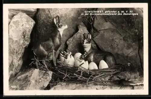 AK Bergziegen, Gemsennest