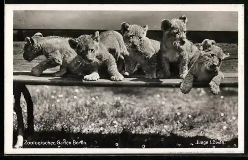 AK Berlin, Zoologischer Garten: Junge Löwen