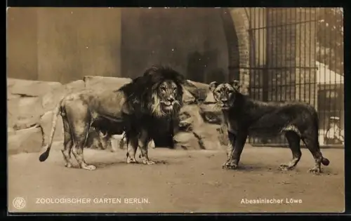 AK Berlin, Löwenpaar im Zoologischen Garten