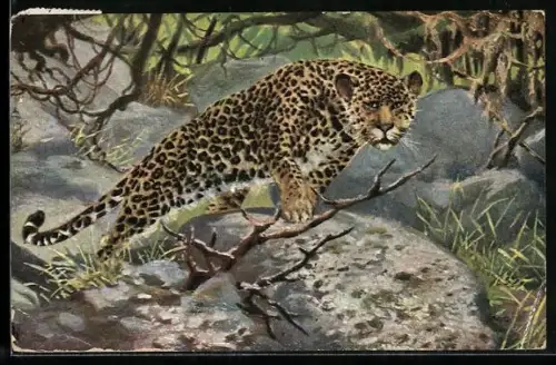 AK Leopard im Wald auf der Pirsch