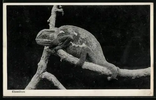 AK Chamäleon auf einem Ast