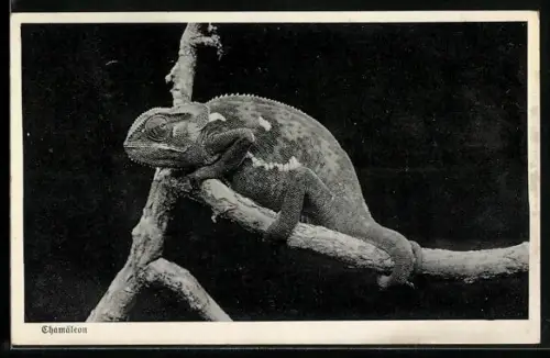 AK Chamäleon auf einem Ast