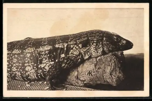 AK Teju, Tupinambis teguixin, Echse