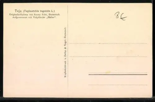 AK Teju, Tupinambis teguixin, Echse