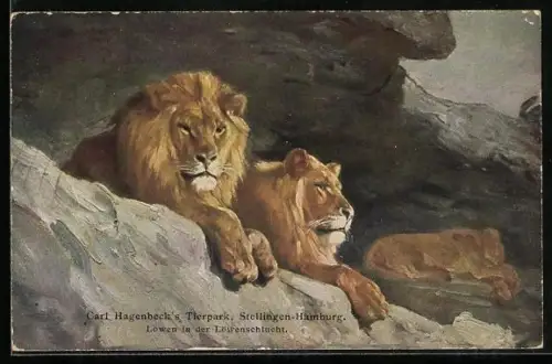 Künstler-AK Stellingen-Hamburg, Hagenbeck`s Tierpark, Löwen in der Löwenschlucht