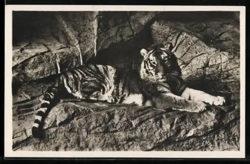 AK Hamburg, Carl Hagenbecks Tierpark Altona-Stellingen, Tiger auf dem Felsen