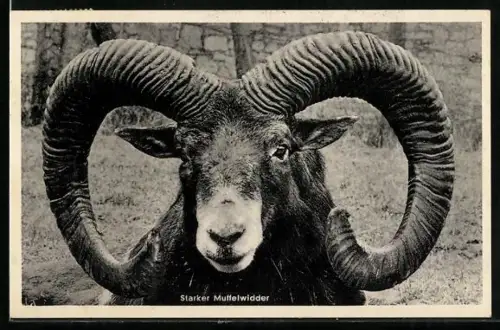 AK Starker Muffelwidder mit grossen Hörnern