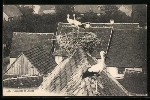 AK Alsace, Cigognes, Störche mit Nest auf dem Dach