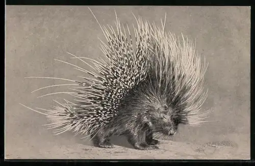 AK Süsses Stachelschwein