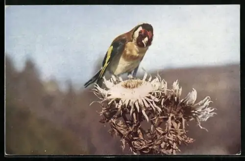 AK Distelfink, Singvogel auf einer Distelblüte, Karte des Bunds für Vogelschutz