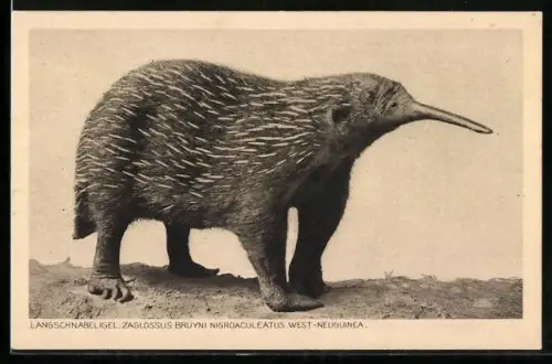 AK Frankfurt a/M, Senckenbergisches Museum, Langschnabeligel von West-Neuguinea