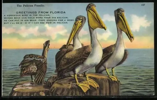 AK The Pelican Family, Florida, A gorgeous bird is the pelican, whose beak can hold more than his belican...