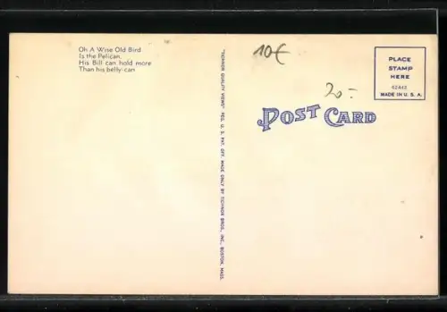 AK The Pelican Family, Florida, A gorgeous bird is the pelican, whose beak can hold more than his belican...