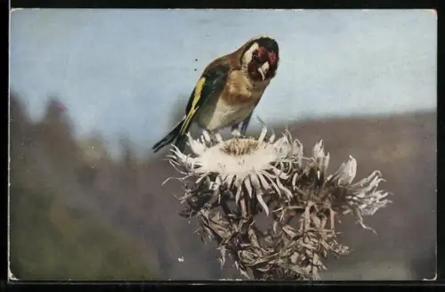 AK Distelfink, Singvogel auf einer Distelblüte, Karte des Bunds für Vogelschutz
