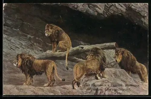 AK Stellingen, Carl Hagenbeck`s Tierpark, Offene Löwenschlucht, Löwen