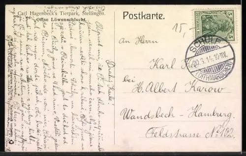 AK Stellingen, Carl Hagenbeck`s Tierpark, Offene Löwenschlucht, Löwen