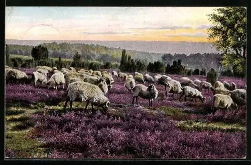 AK Weidende Heideschnucken in der Lüneburger Heide