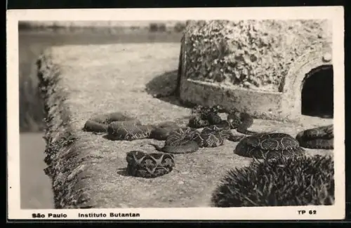 AK Sao Paulo, Instituto Butantan