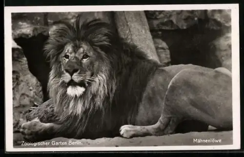 AK Berlin, Zoologischer Garten, Mähnenlöwe