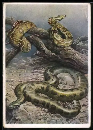 Künstler-AK Berliner Aquarium, Boa Constrictor und Anaconda